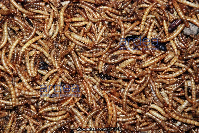 : Mealworms; larvae of beetle used as pet food and : Mealworms; larvae of beetle used as pet food and