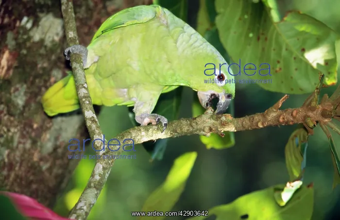 : Mealy Amazon Parrot - feeding : Mealy Amazon Parrot - feeding