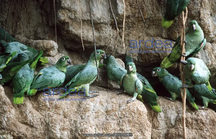 : MEALY AMAZON PARROTS - At a clay lick : MEALY AMAZON PARROTS - At a clay lick