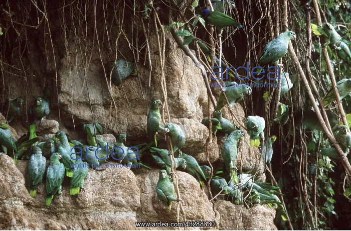 : MEALY AMAZON PARROTS - At a clay lick : MEALY AMAZON PARROTS - At a clay lick