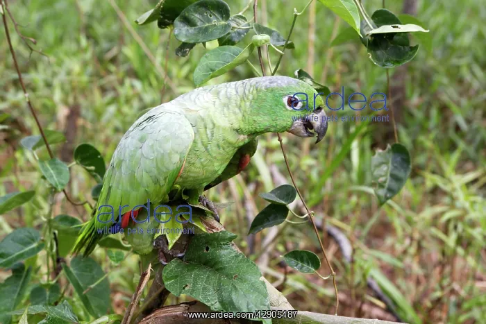  : Mealy parrot