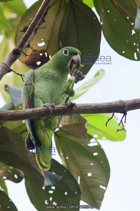 : Mealy Parrot : Mealy Parrot