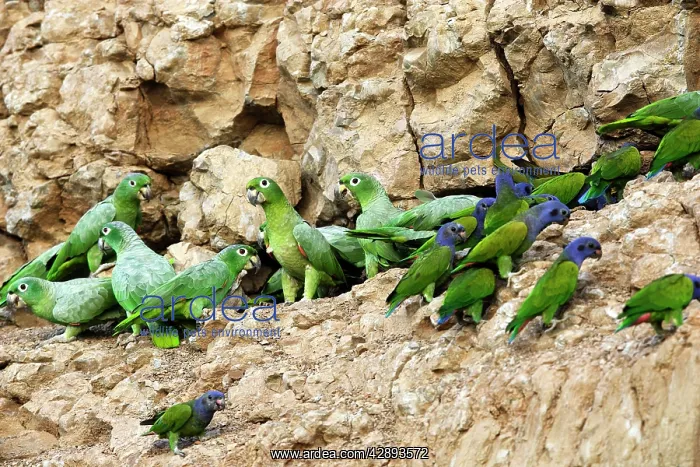 : Mealy Parrot - at clay lick : Mealy Parrot - at clay lick
