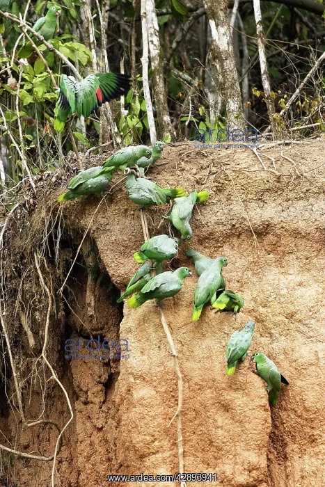 : Mealy Parrot - at clay lick : Mealy Parrot - at clay lick
