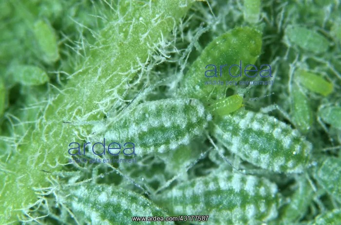 : Mealy Plum Aphid : Mealy Plum Aphid