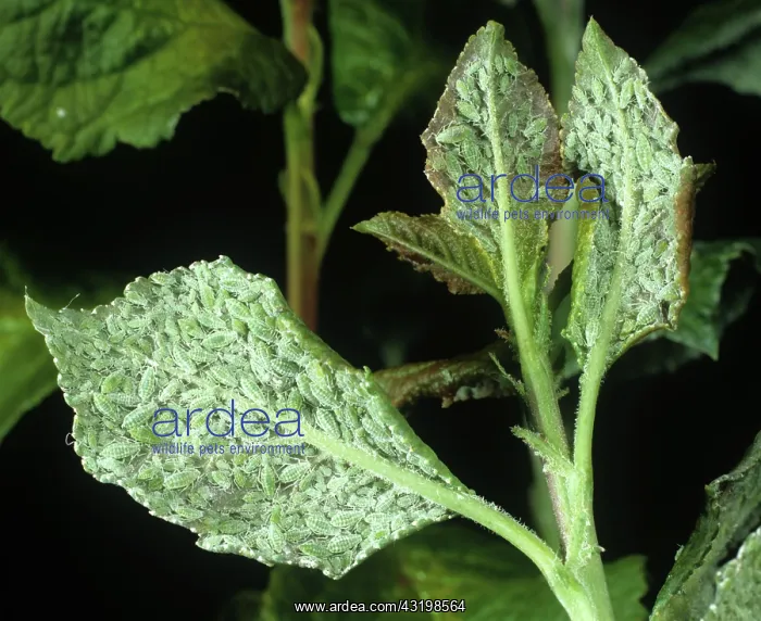 : Mealy plum aphid infestation : Mealy plum aphid infestation