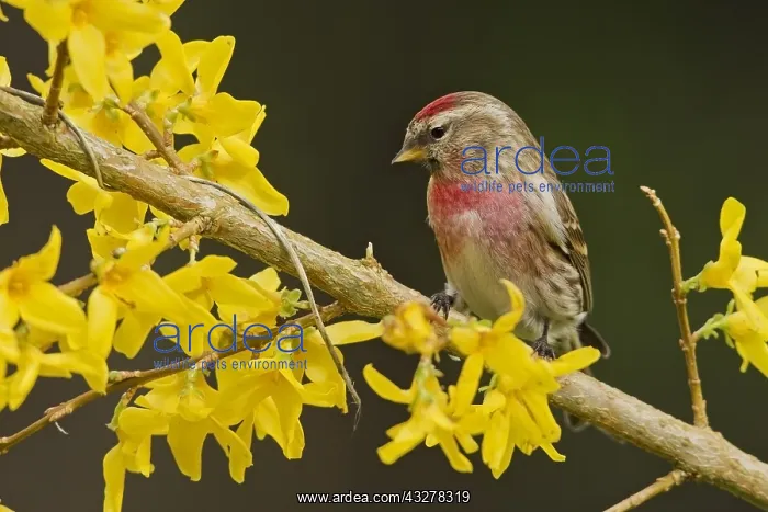: Mealy Redpoll (Acanthis flammea) perched on a f : Mealy Redpoll (Acanthis flammea) perched on a f