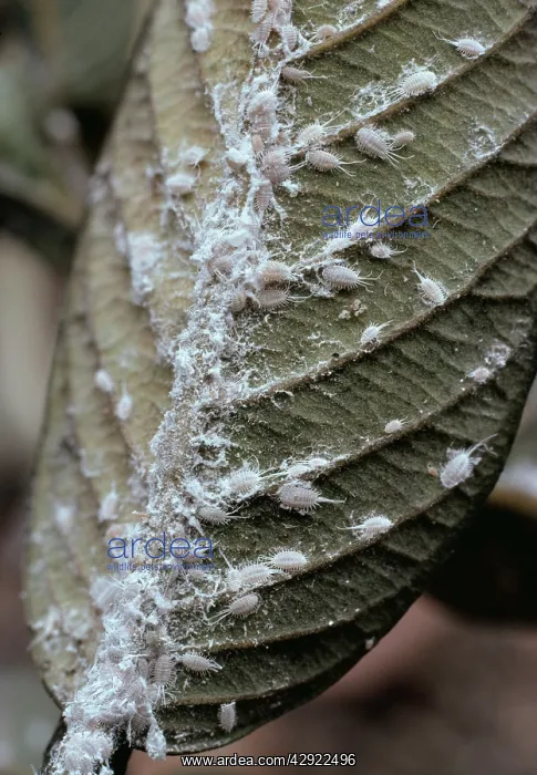 : Mealybug - On Guav : Mealybug - On Guav