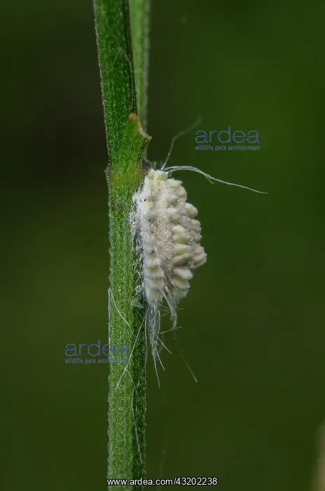 : Mealybug - with wax threads on stem - Saba, Bali : Mealybug - with wax threads on stem - Saba, Bali