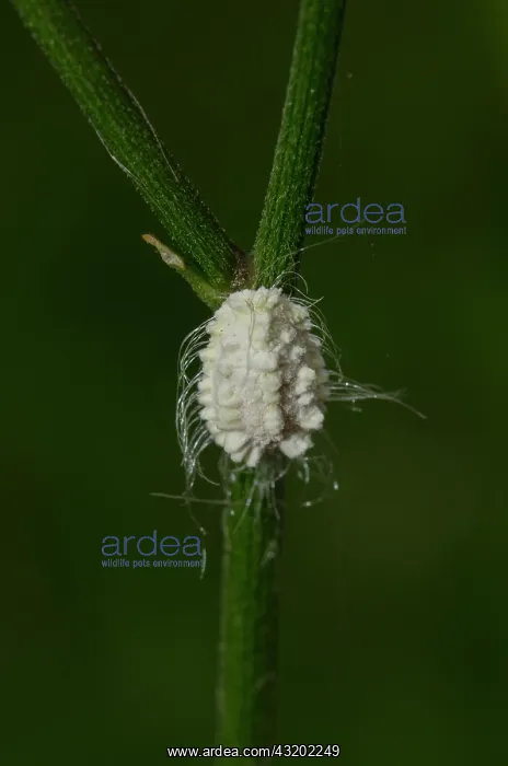: Mealybug - with wax threads on stem - Saba, Bali : Mealybug - with wax threads on stem - Saba, Bali