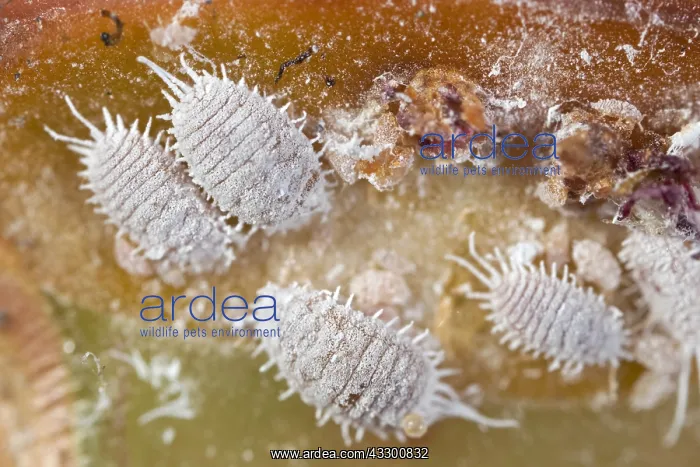 : Mealybugs and damage on succulent - Norfolk UK : Mealybugs and damage on succulent - Norfolk UK