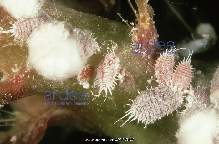 : Mealybugs on Easter Cactus : Mealybugs on Easter Cactus