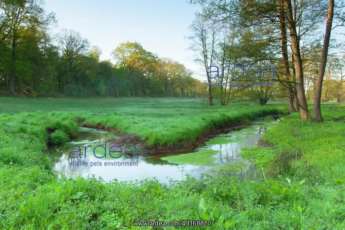 : Meander in landscape with trees and grasses on the banks : Meander in landscape with trees and grasses on the banks