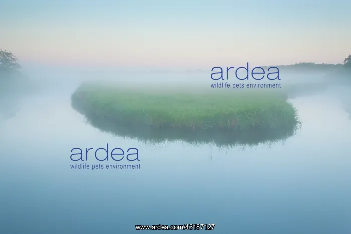 : Meander in the mist at dawn : Meander in the mist at dawn