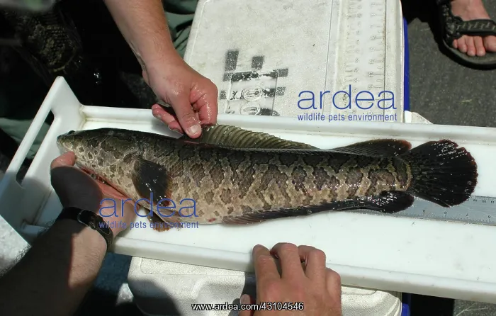 : Measuring a Northern Snakehead : Measuring a Northern Snakehead
