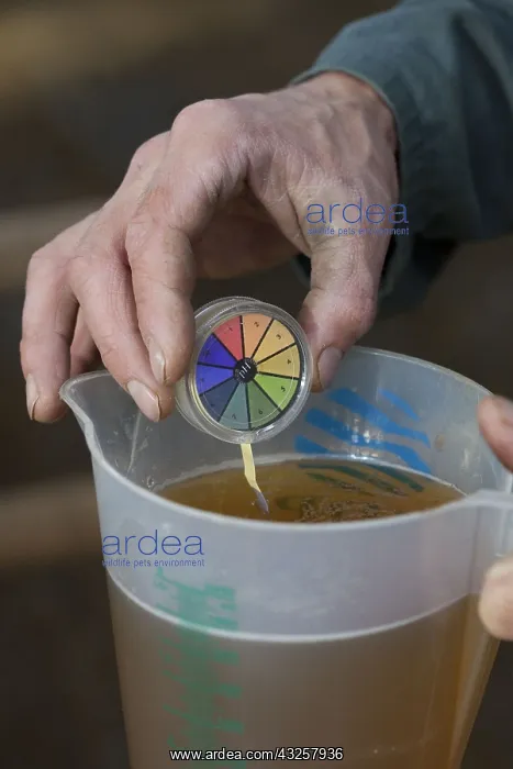 : Measuring the pH of the urine of a cow with strips : Measuring the pH of the urine of a cow with strips
