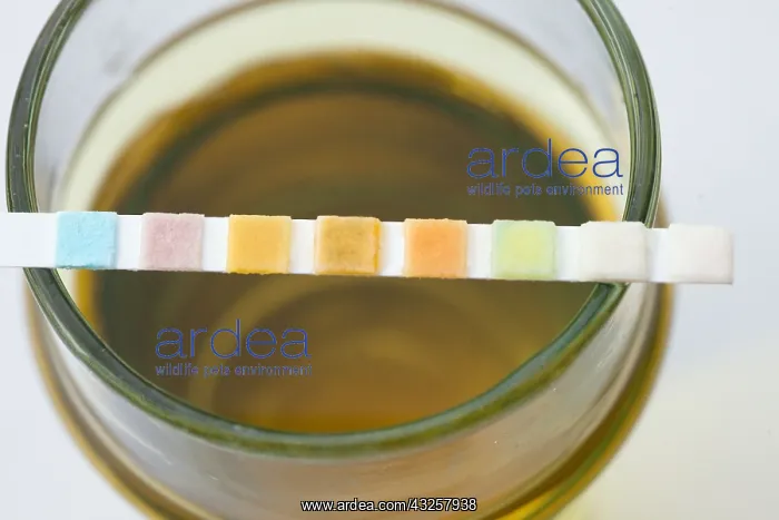 : Measuring the pH of the urine of a cow with strips : Measuring the pH of the urine of a cow with strips