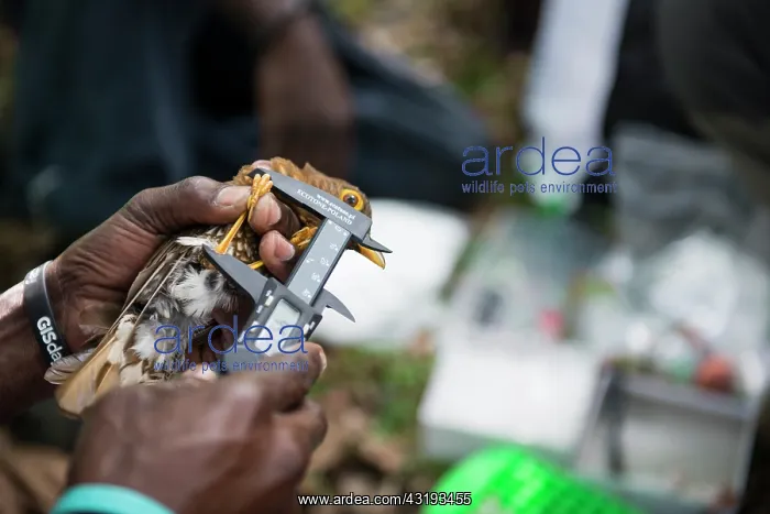 : Measuring tarsus on a Forest Thrush (Turdus lherminieri) : Measuring tarsus on a Forest Thrush (Turdus lherminieri)