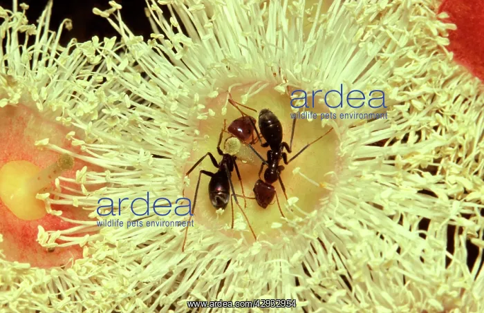 : Meat / Tyrant ants - drinking nectar from flower : Meat / Tyrant ants - drinking nectar from flower