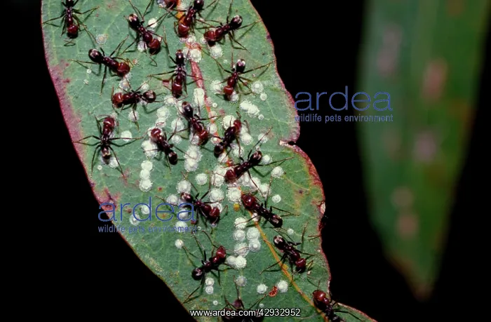  : Meat  /  Tyrant ants - 'milkingI scale insects for