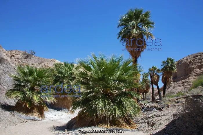 : Mecca Badlands, California : Mecca Badlands, California