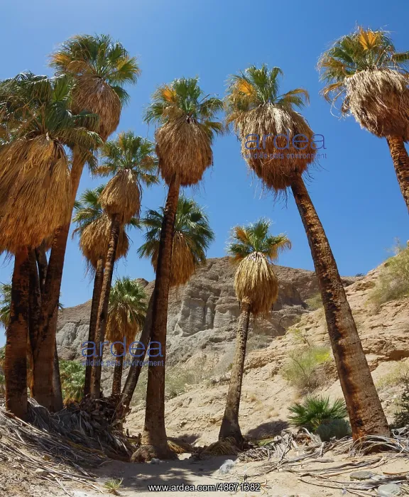: Mecca Badlands, California : Mecca Badlands, California