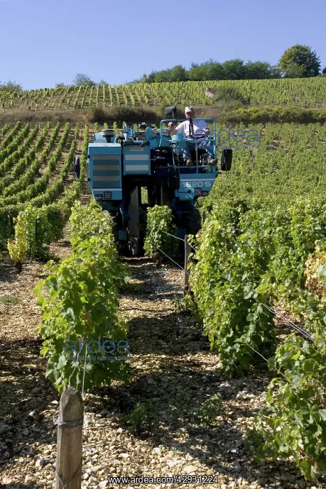 : Mechanical grape harvesting by Braud 1620s machine : Mechanical grape harvesting by Braud 1620s machine