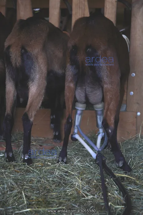 : Mechanical milking of goats France : Mechanical milking of goats France