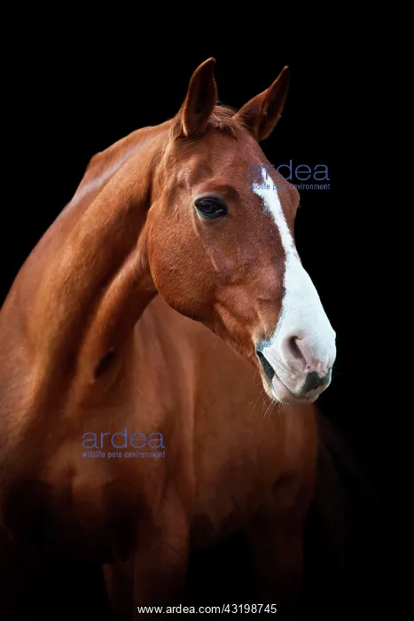 : Mecklenburger gelding, sorrel with a blaze, portrait : Mecklenburger gelding, sorrel with a blaze, portrait
