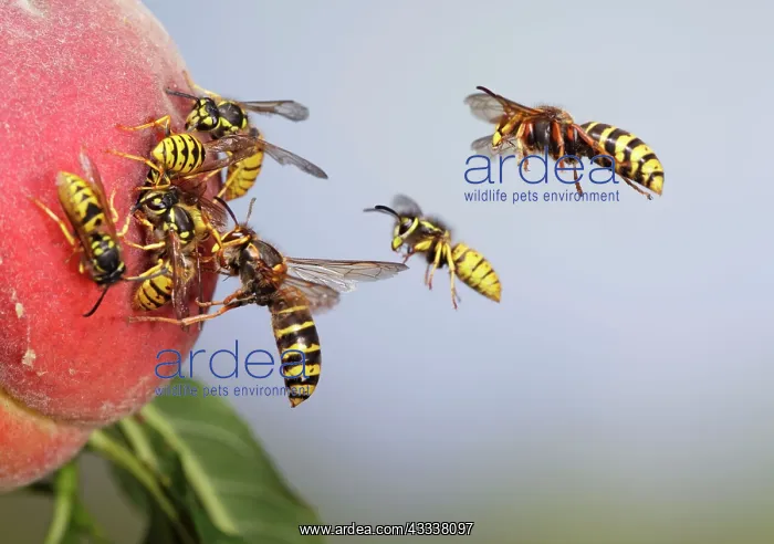 : Median and Common Wasps (Vespula vulgaris) - on peach : Median and Common Wasps (Vespula vulgaris) - on peach