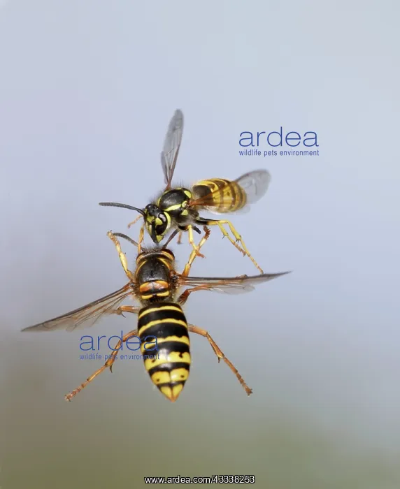 : Median Wasp and Common Wasp (Vespula vulgaris) : Median Wasp and Common Wasp (Vespula vulgaris)