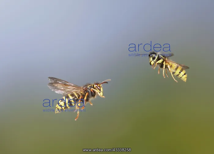 : Median Wasp and Common Wasp (Vespula vulgaris) : Median Wasp and Common Wasp (Vespula vulgaris)