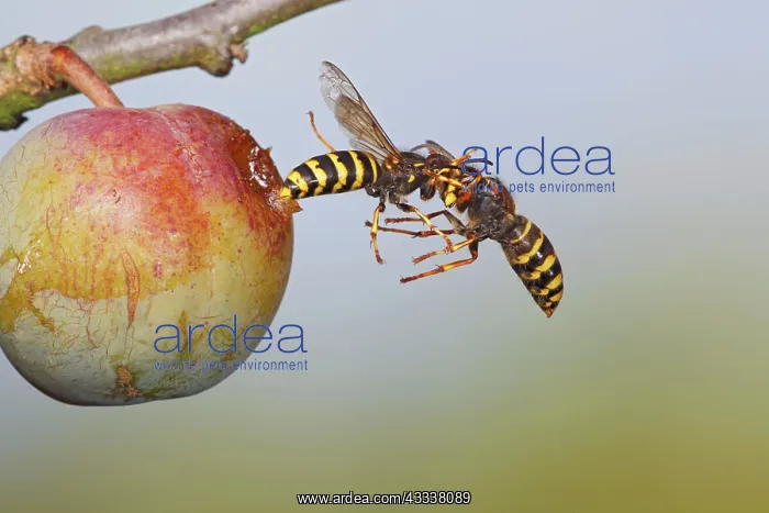 : Median Wasp - fighting in flight : Median Wasp - fighting in flight