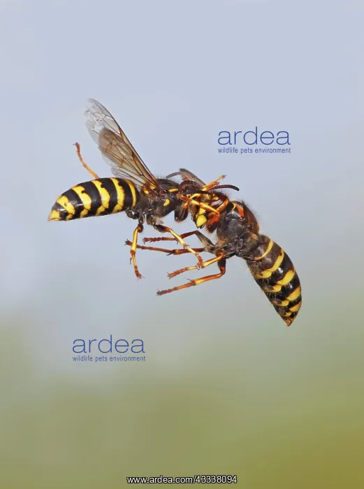 : Median Wasp - fighting in flight : Median Wasp - fighting in flight