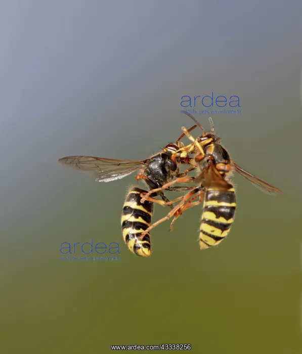 : Median Wasp - two fighting in flight : Median Wasp - two fighting in flight