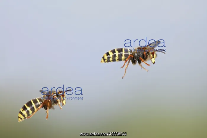 : Median Wasp - two in flight : Median Wasp - two in flight