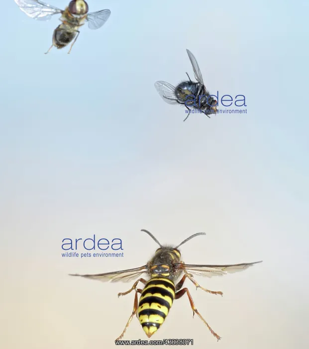 : Median Wasp - in flight - chasing flies : Median Wasp - in flight - chasing flies