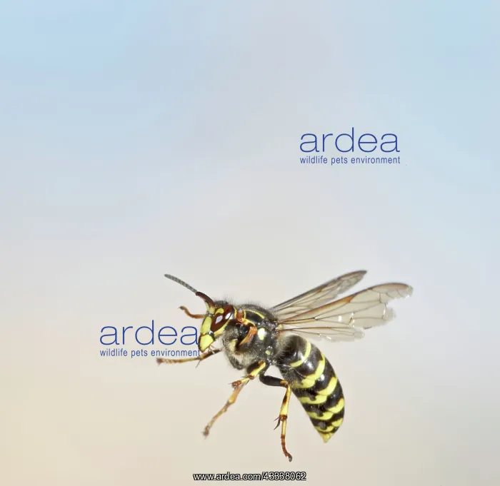  : Median Wasp - in flight - large aggressive wasp