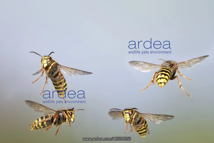 : Median Wasp - group in flight : Median Wasp - group in flight