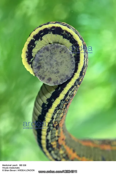  : MEDICINAL LEECH