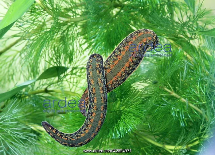  : Medicinal Leech