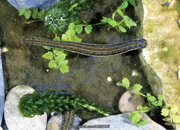 : MEDICINAL LEECH : MEDICINAL LEECH