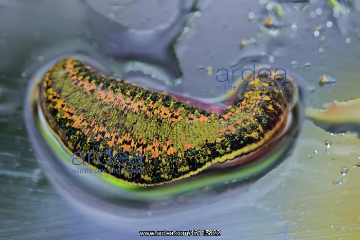 : Medicinal leech (Hirudo medicinalis), Berlin, Germany : Medicinal leech (Hirudo medicinalis), Berlin, Germany