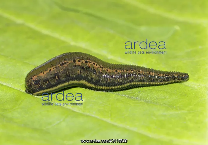 : Medicinal leech (Hirudo medicinalis) on a green : Medicinal leech (Hirudo medicinalis) on a green