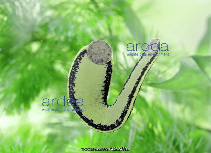  : MEDICINAL LEECH - showing mouth parts