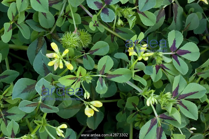 : A medick showing flowers and fruit : A medick showing flowers and fruit