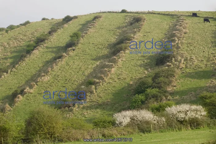 : Medieval lynchets on limestone downland : Medieval lynchets on limestone downland