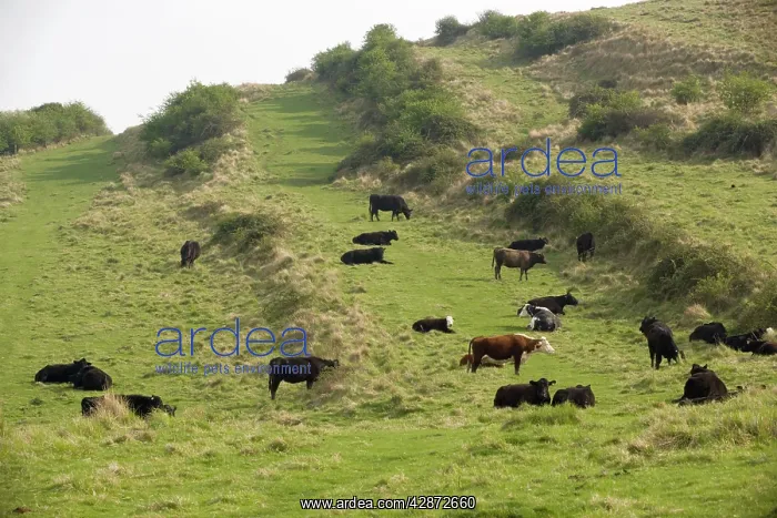 : Medieval lynchets on limestone downland : Medieval lynchets on limestone downland