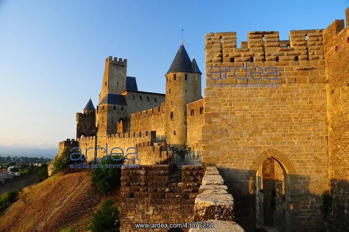 : Medieval old town of Carcassonne, in the department : Medieval old town of Carcassonne, in the department