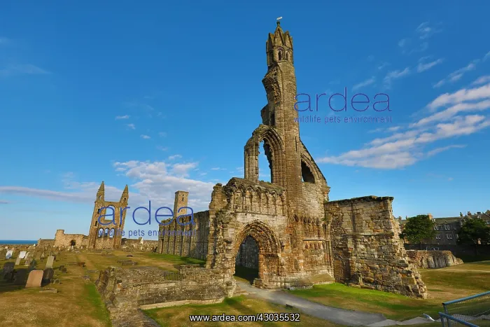  : Medieval ruins of St Andrews Cathedral, St Andrews